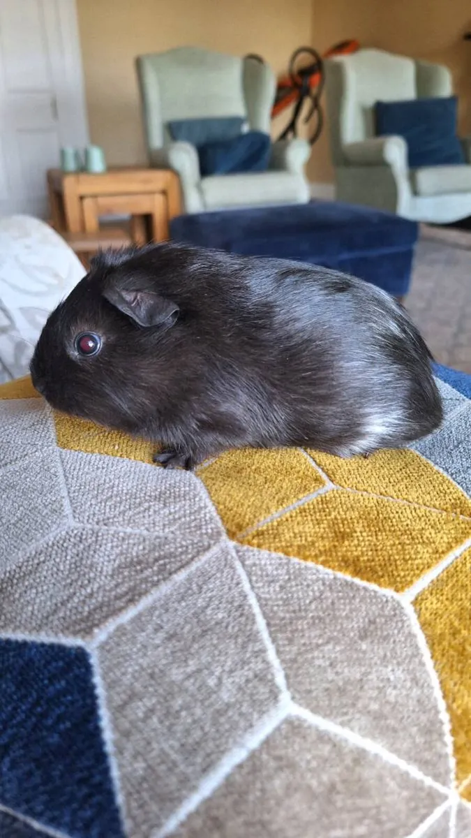 Guinea pigs - Image 3