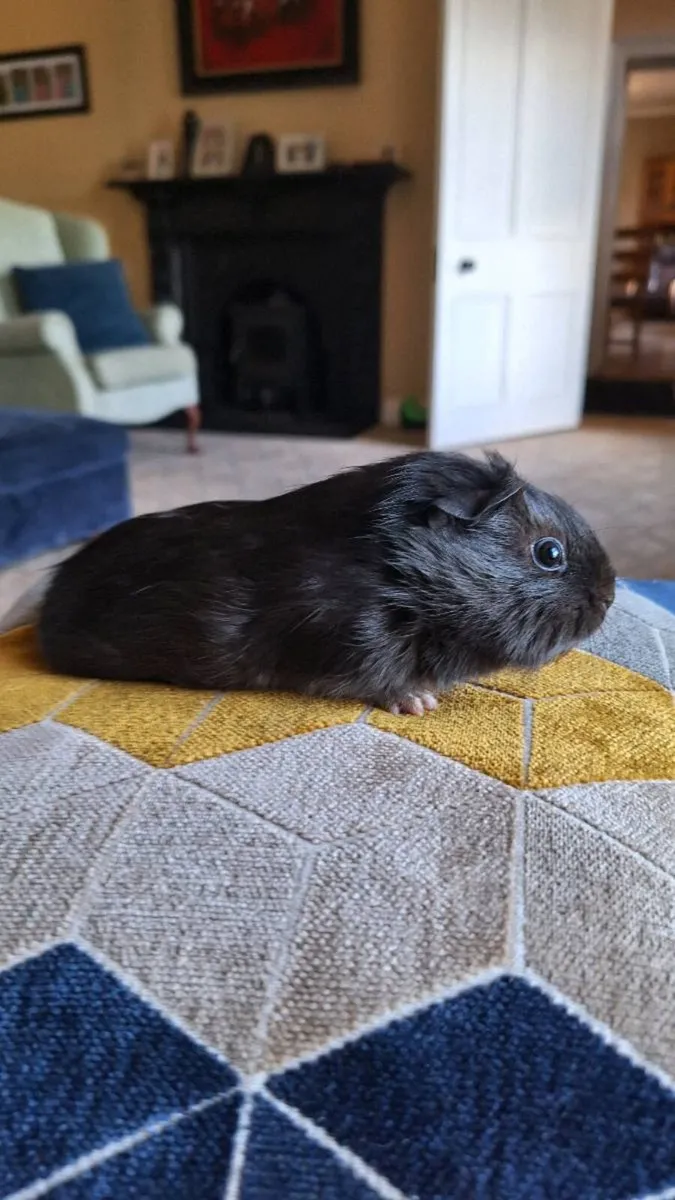 Guinea pigs - Image 4