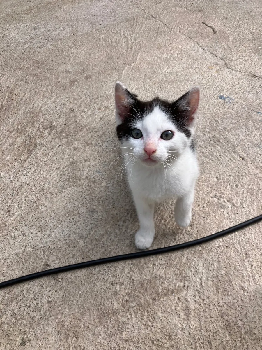 Kitten - Image 2