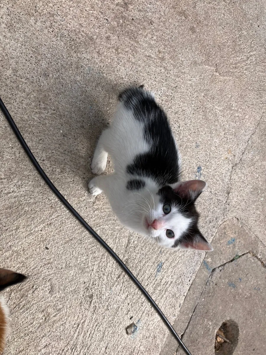 Kitten - Image 3