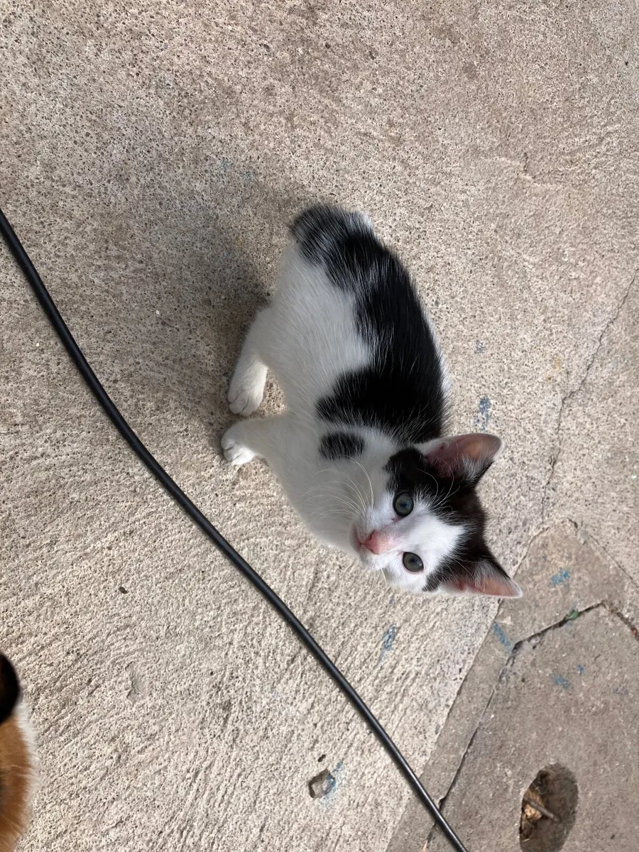 Kitten - Image 4