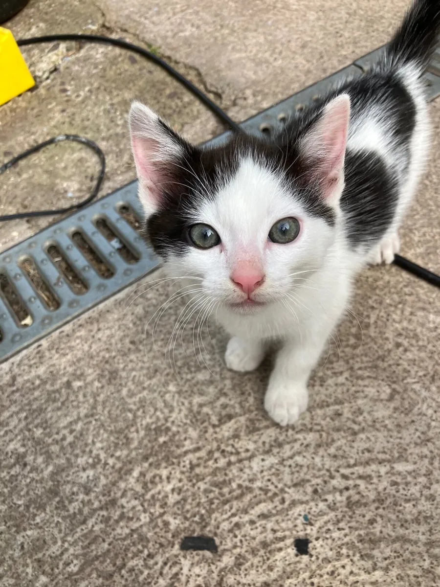 Kitten - Image 1