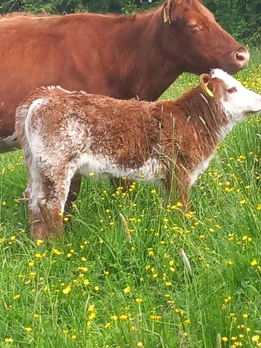 Roan calves - Image 1