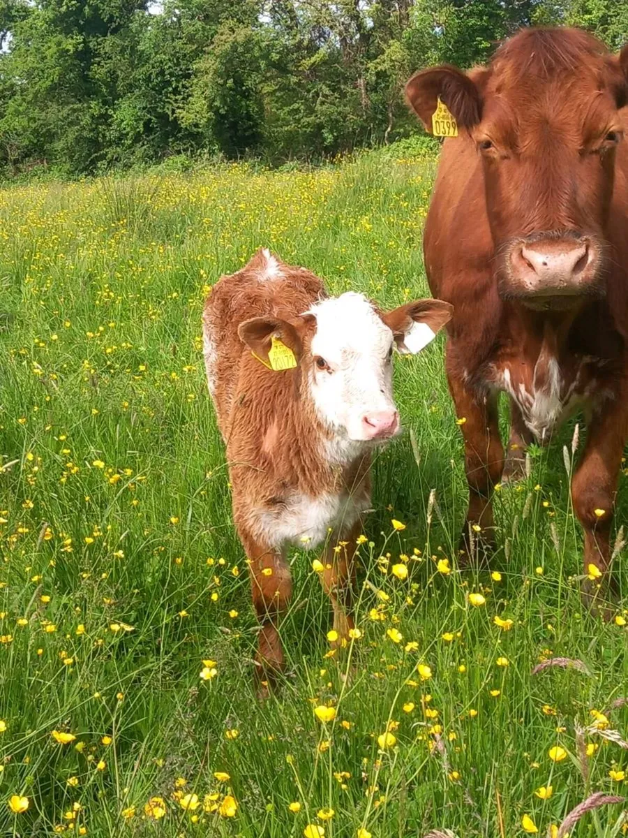 Roan calves - Image 2