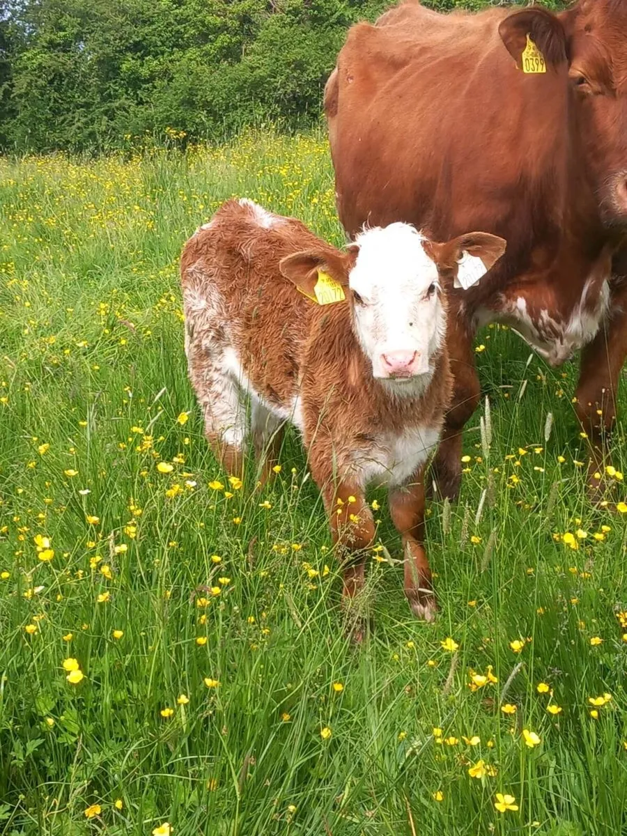 Roan calves - Image 3