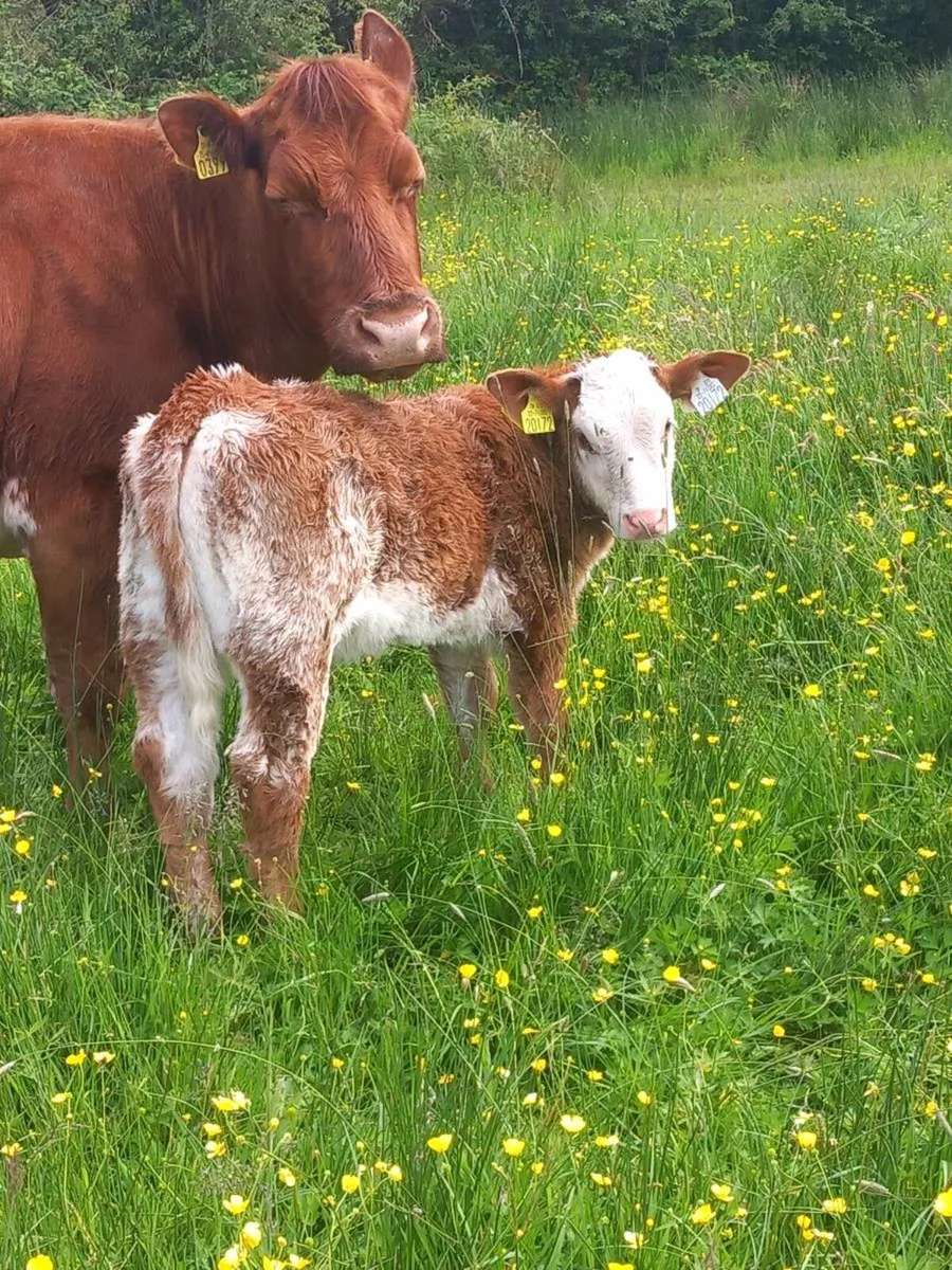 Roan calves - Image 4