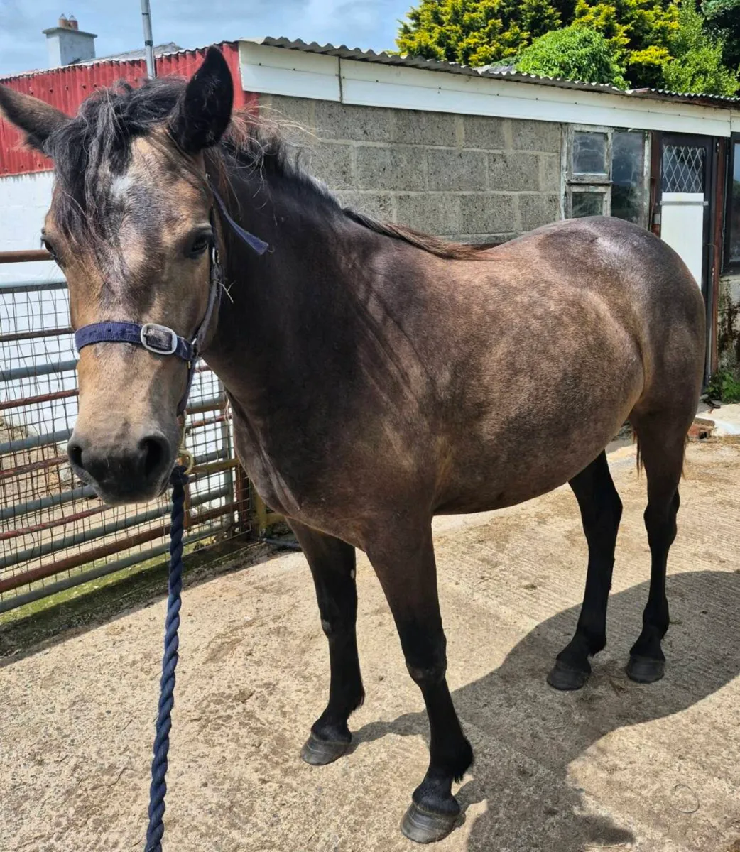 Conemmara Pony - Image 1