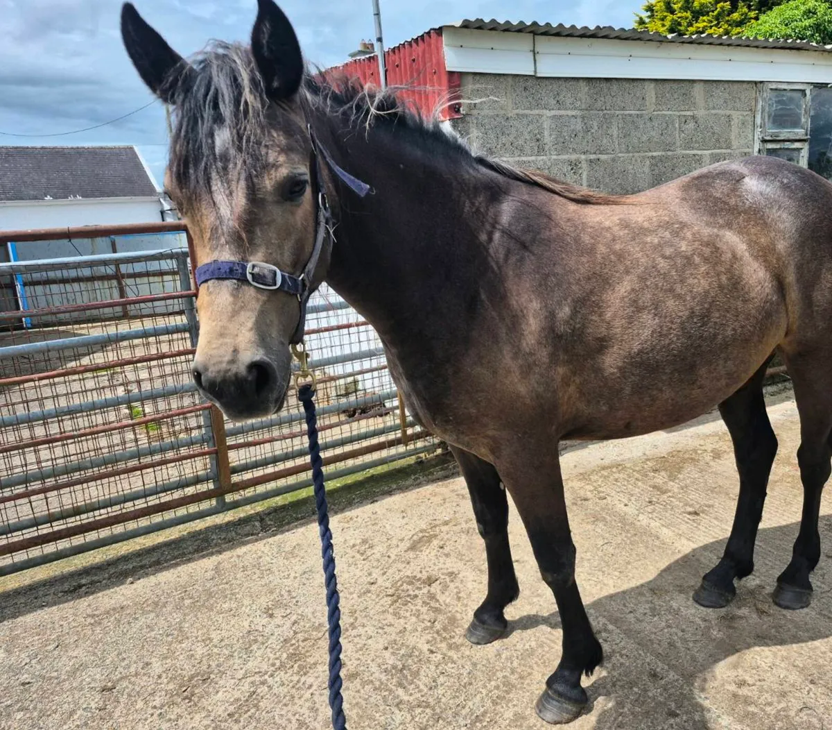 Conemmara Pony - Image 2