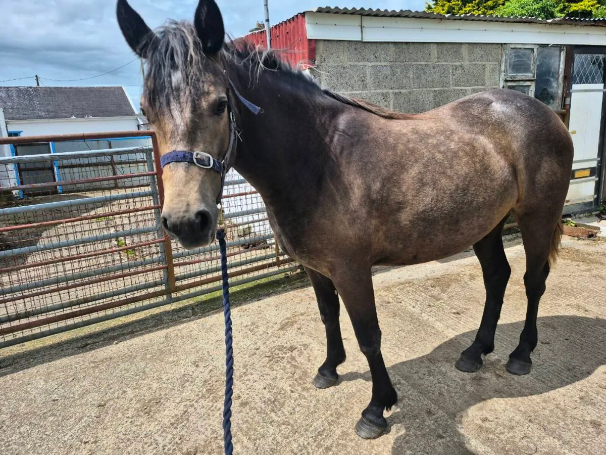 Conemmara Pony - Image 3