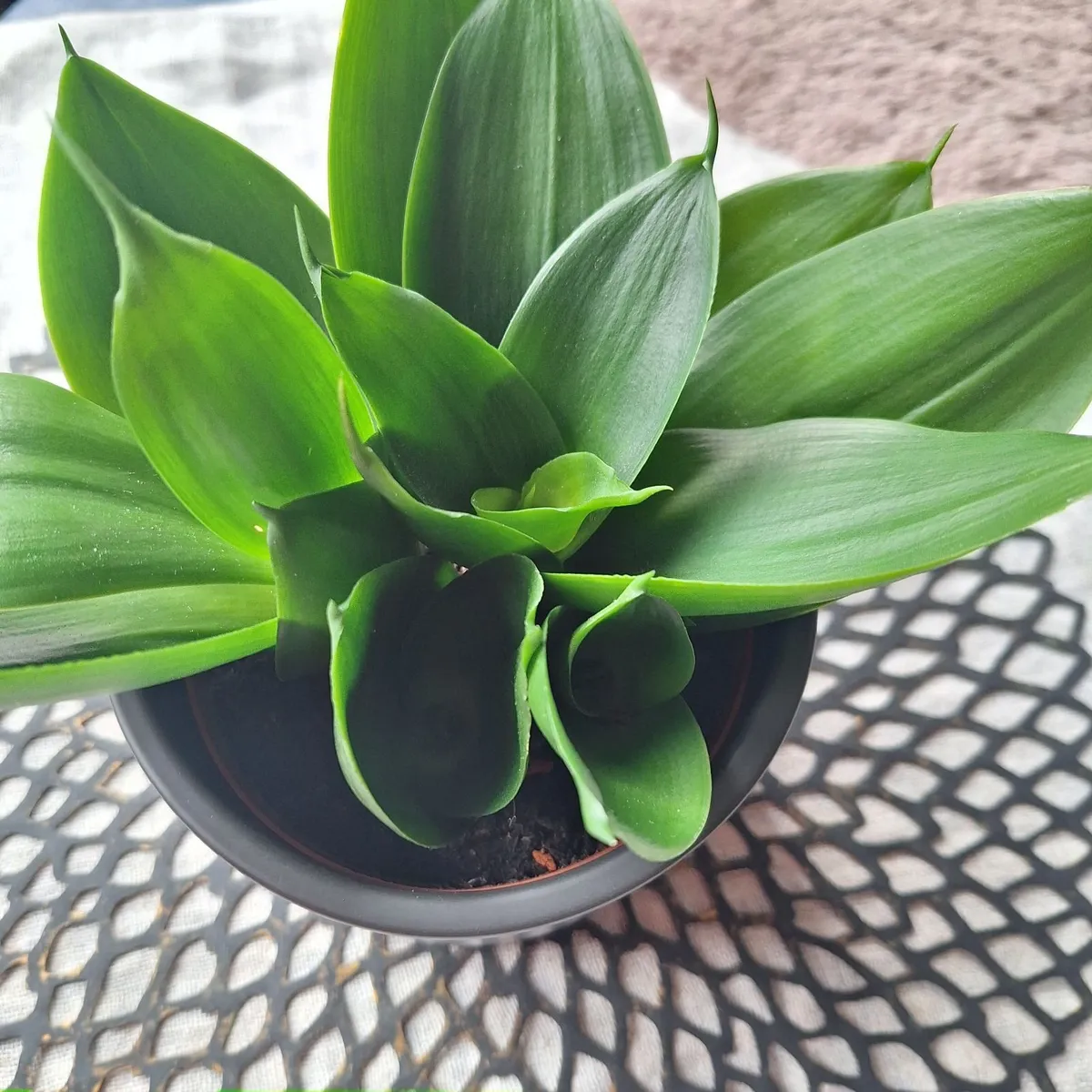 Sansevieria Hahnii with offsets in cute pot - Image 4