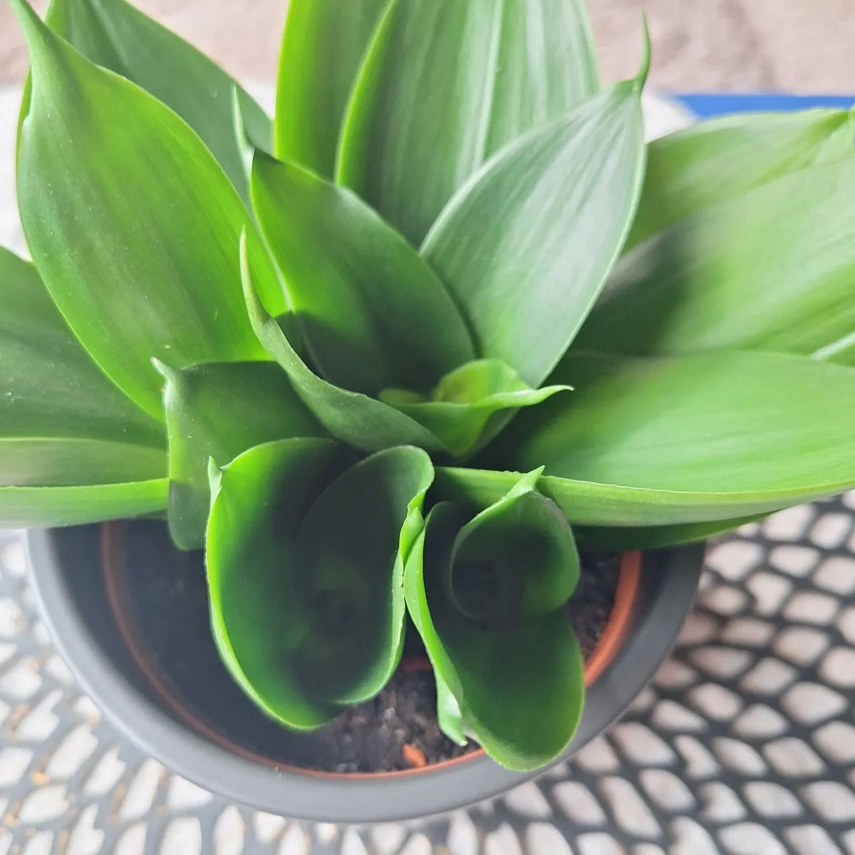 Sansevieria Hahnii with offsets in cute pot - Image 1