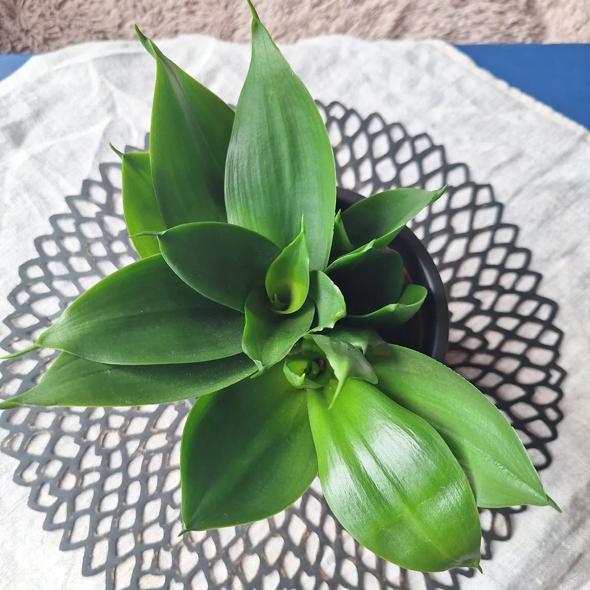 Sansevieria Hahnii with offsets in cute pot - Image 2