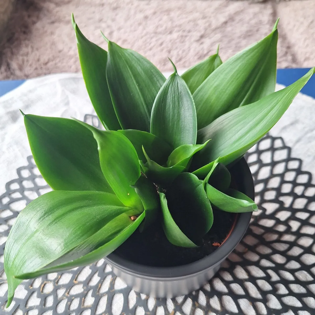 Sansevieria Hahnii with offsets in cute pot - Image 3