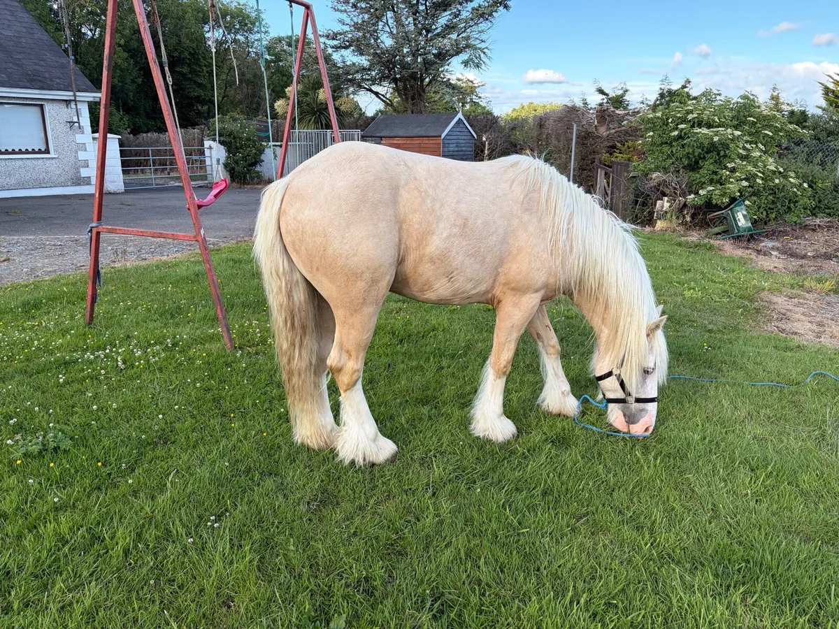 2 year old colt - Image 2
