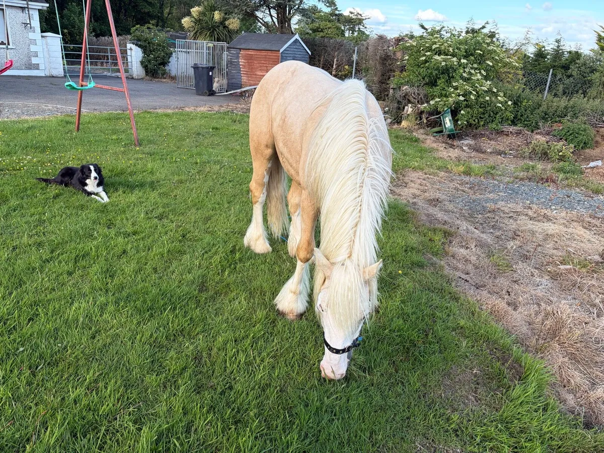 2 year old colt - Image 3
