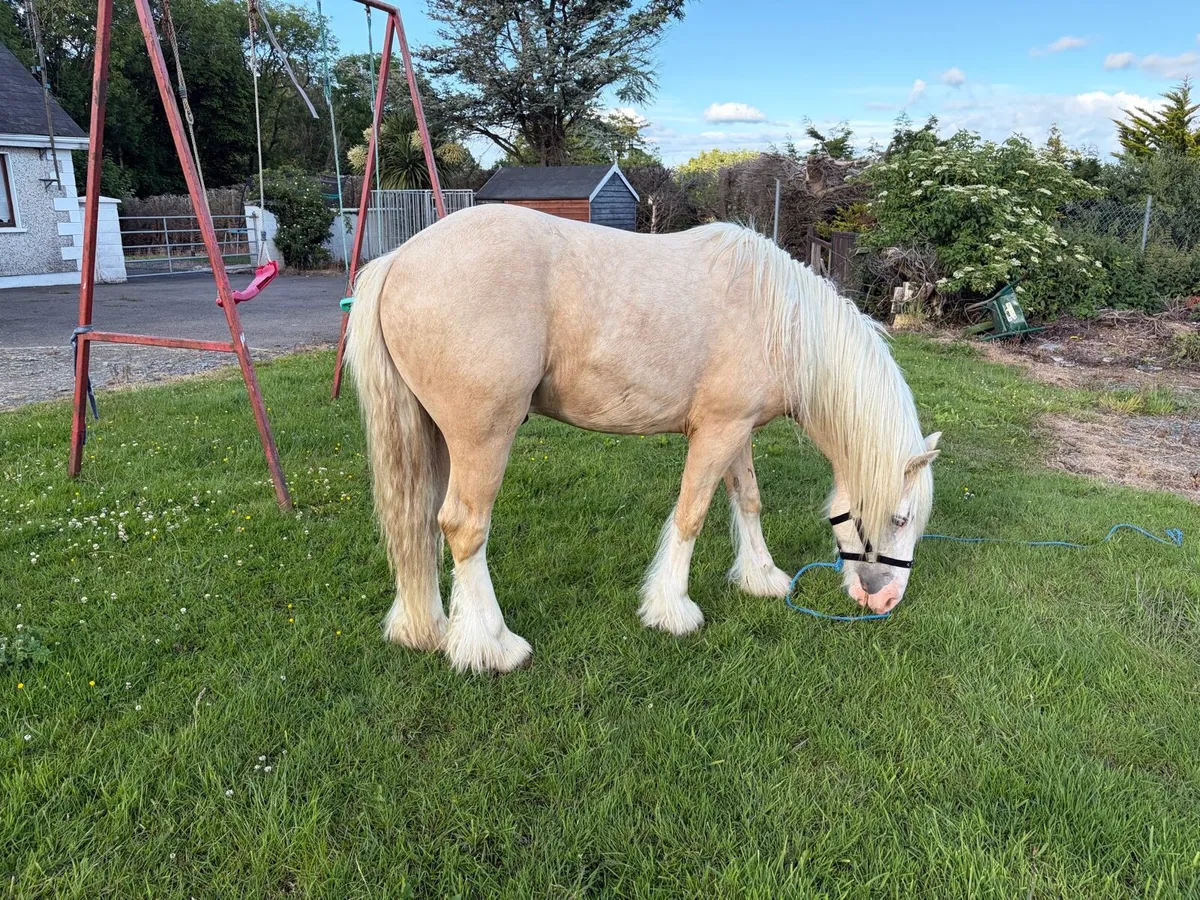 2 year old colt - Image 4