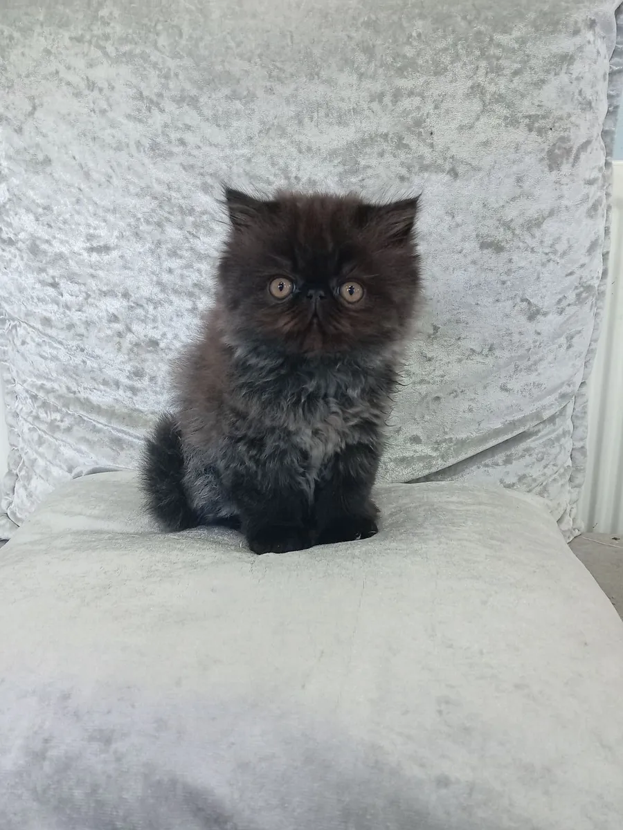 Kitten - Image 1