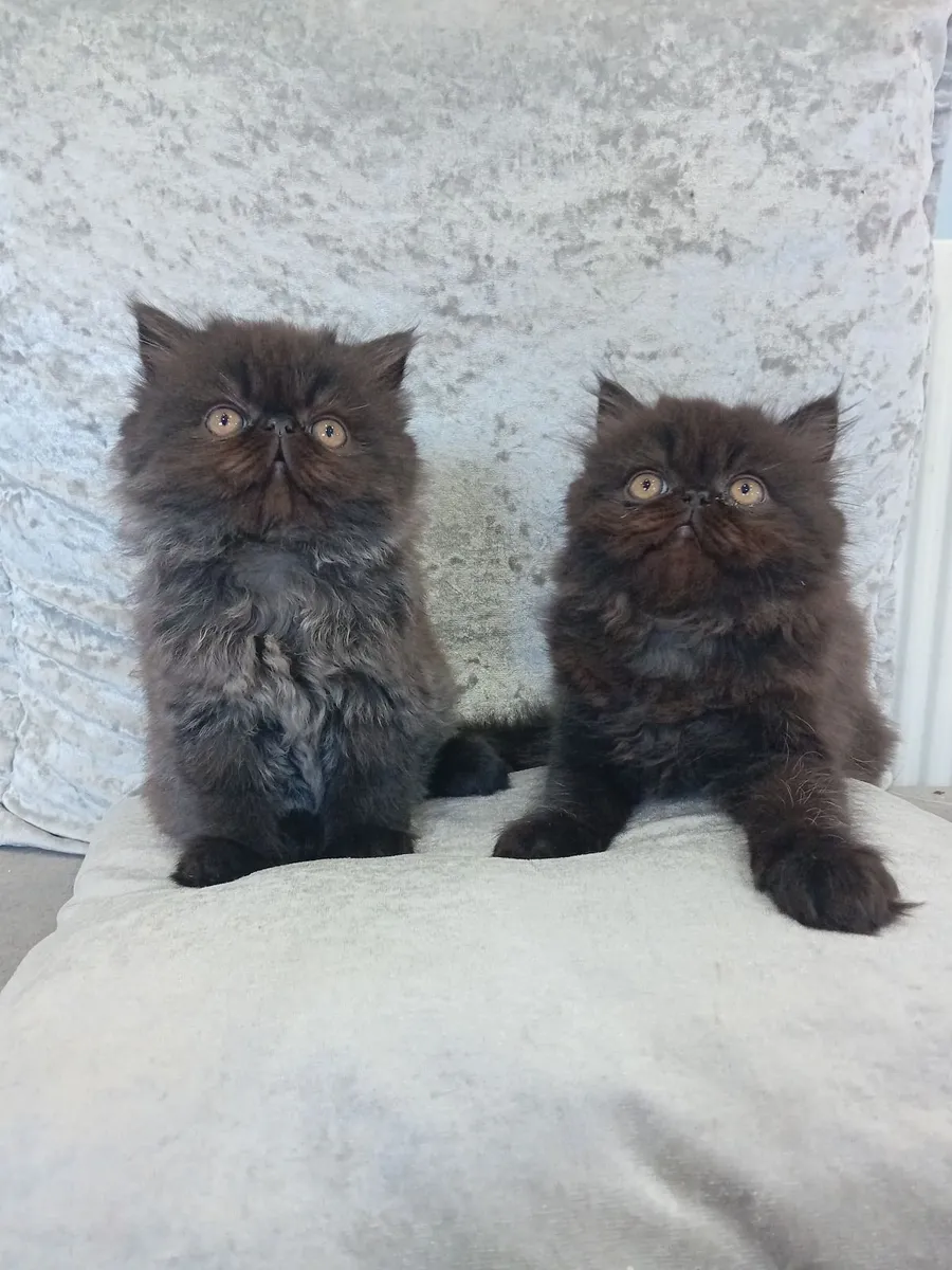 Kitten - Image 3