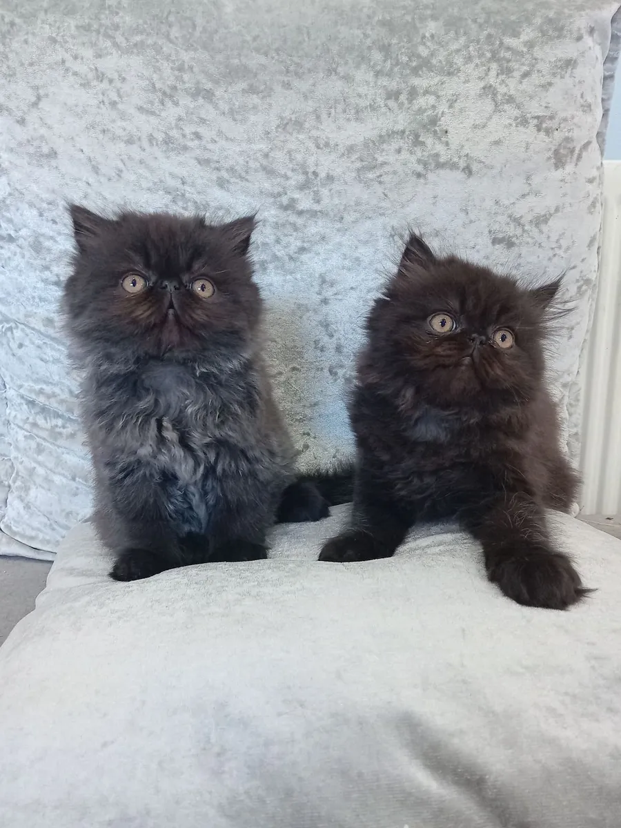 Kitten - Image 4