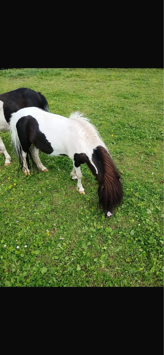 Miniature Stallion - Image 1