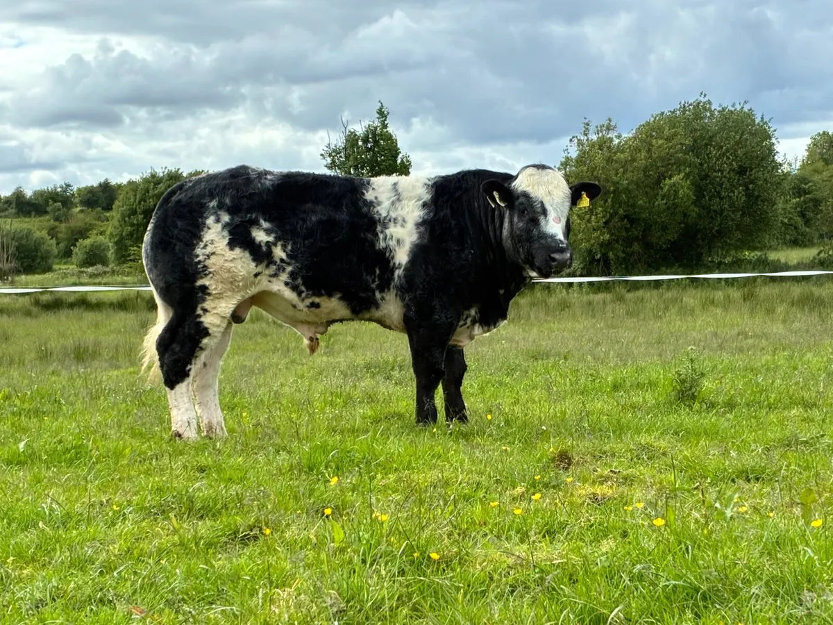 Hybrid Bull - Image 3