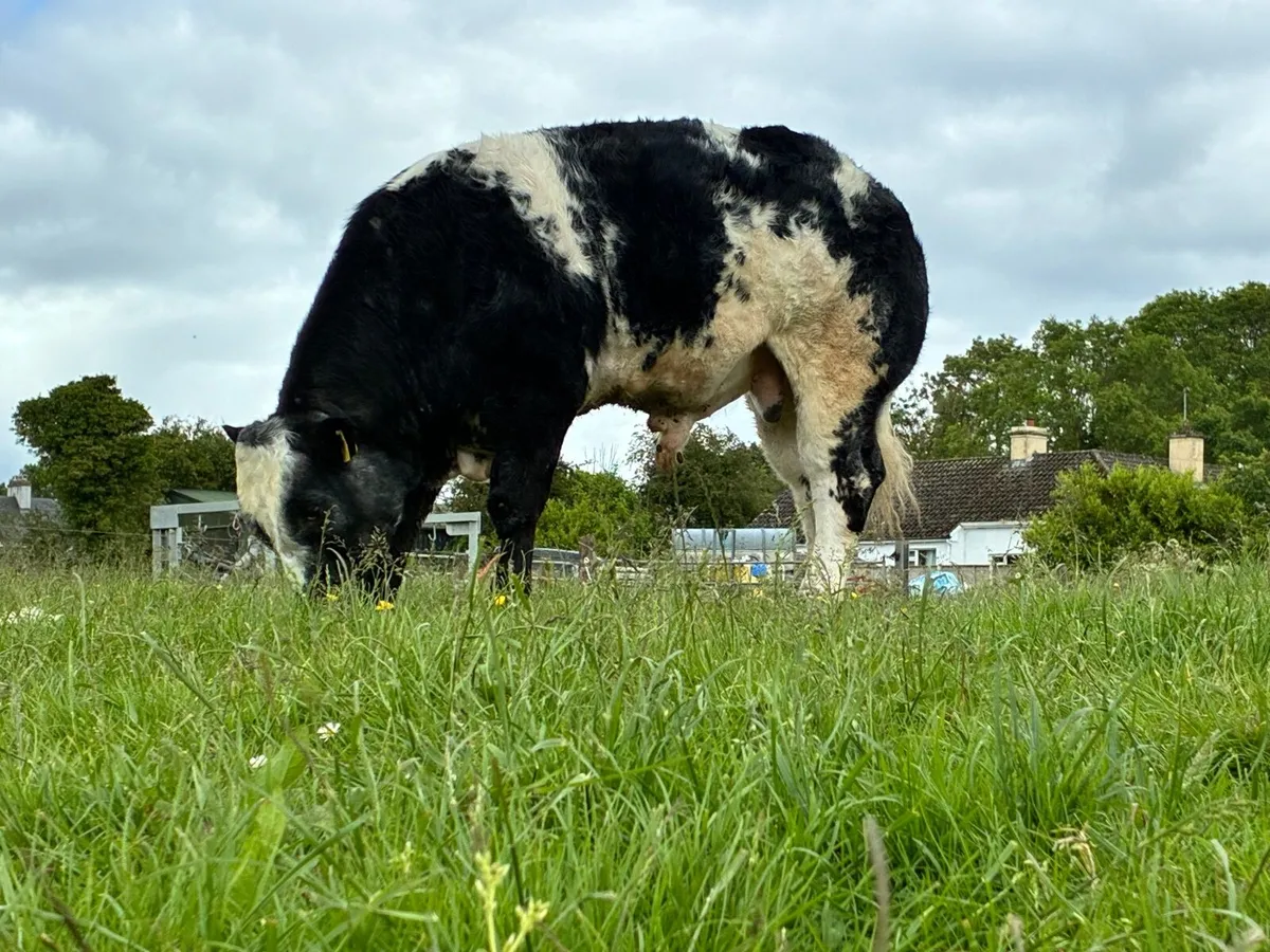 Hybrid Bull - Image 4
