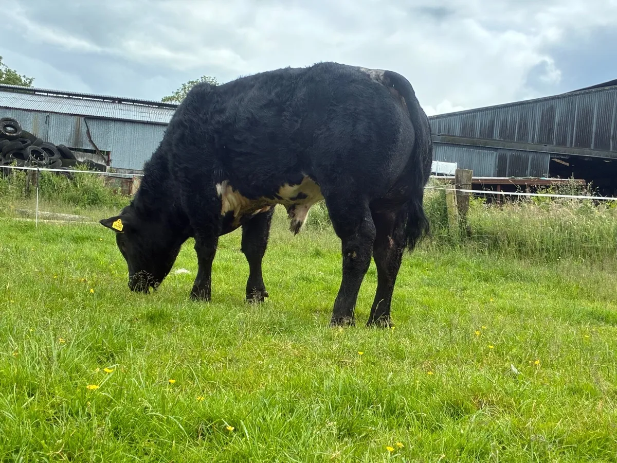 Bull - Image 3