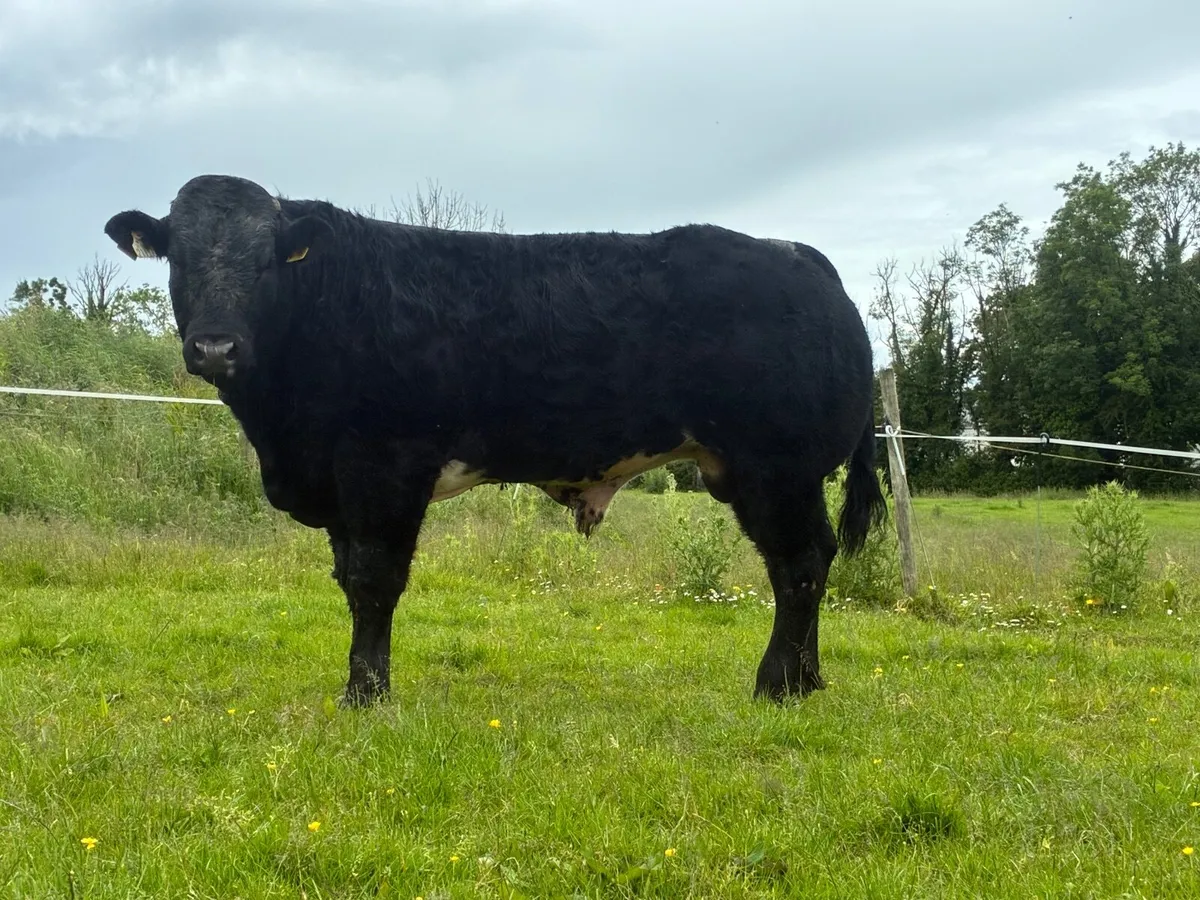 Bull - Image 1