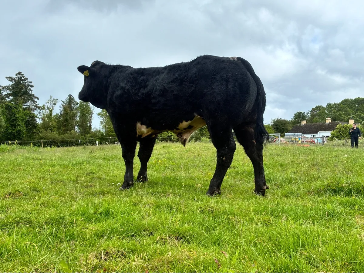 Bull - Image 4