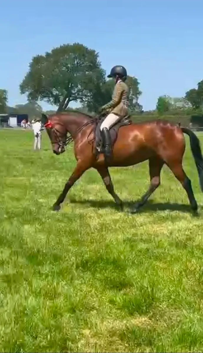 Sport pony - Image 3