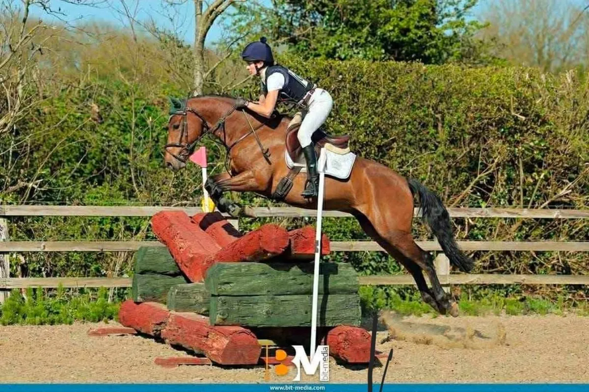 Sport pony - Image 4