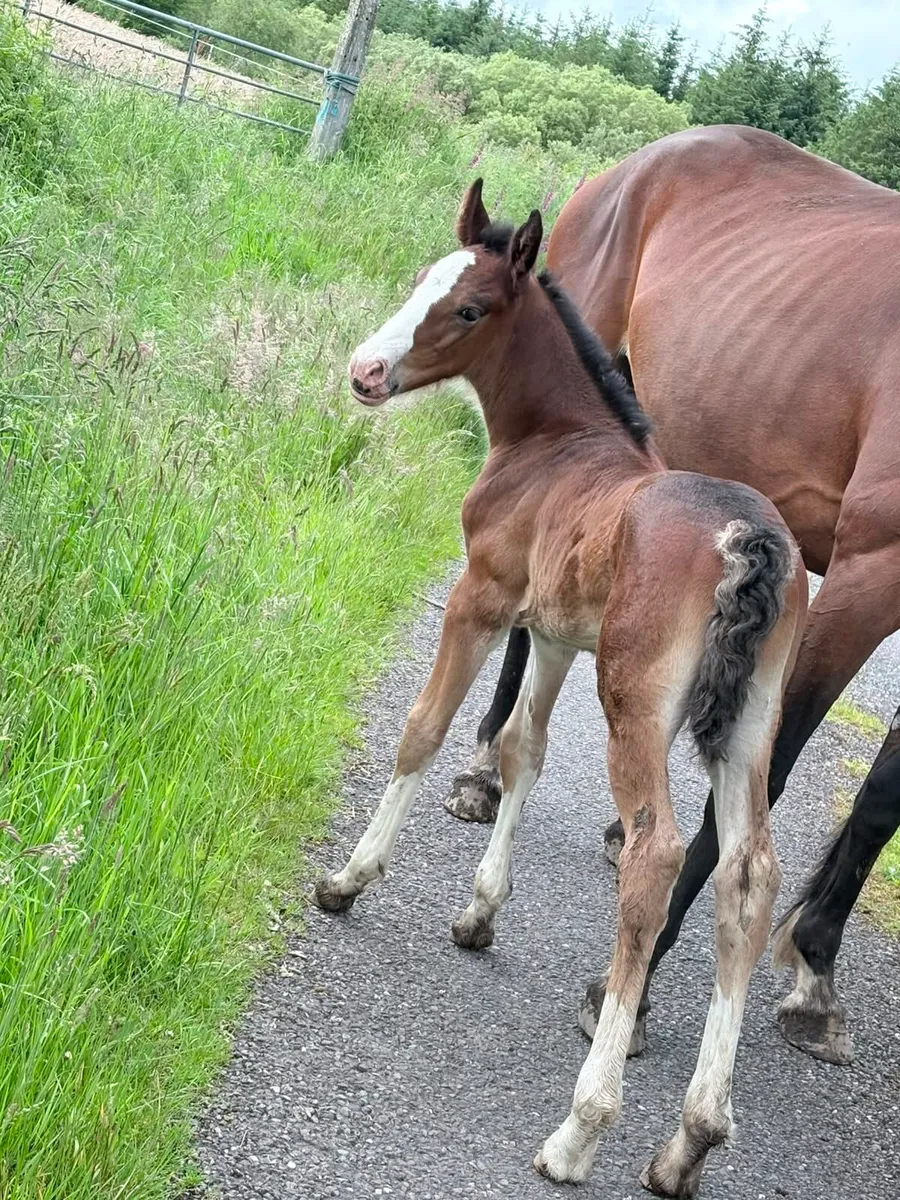 French square trotting mare - Image 3