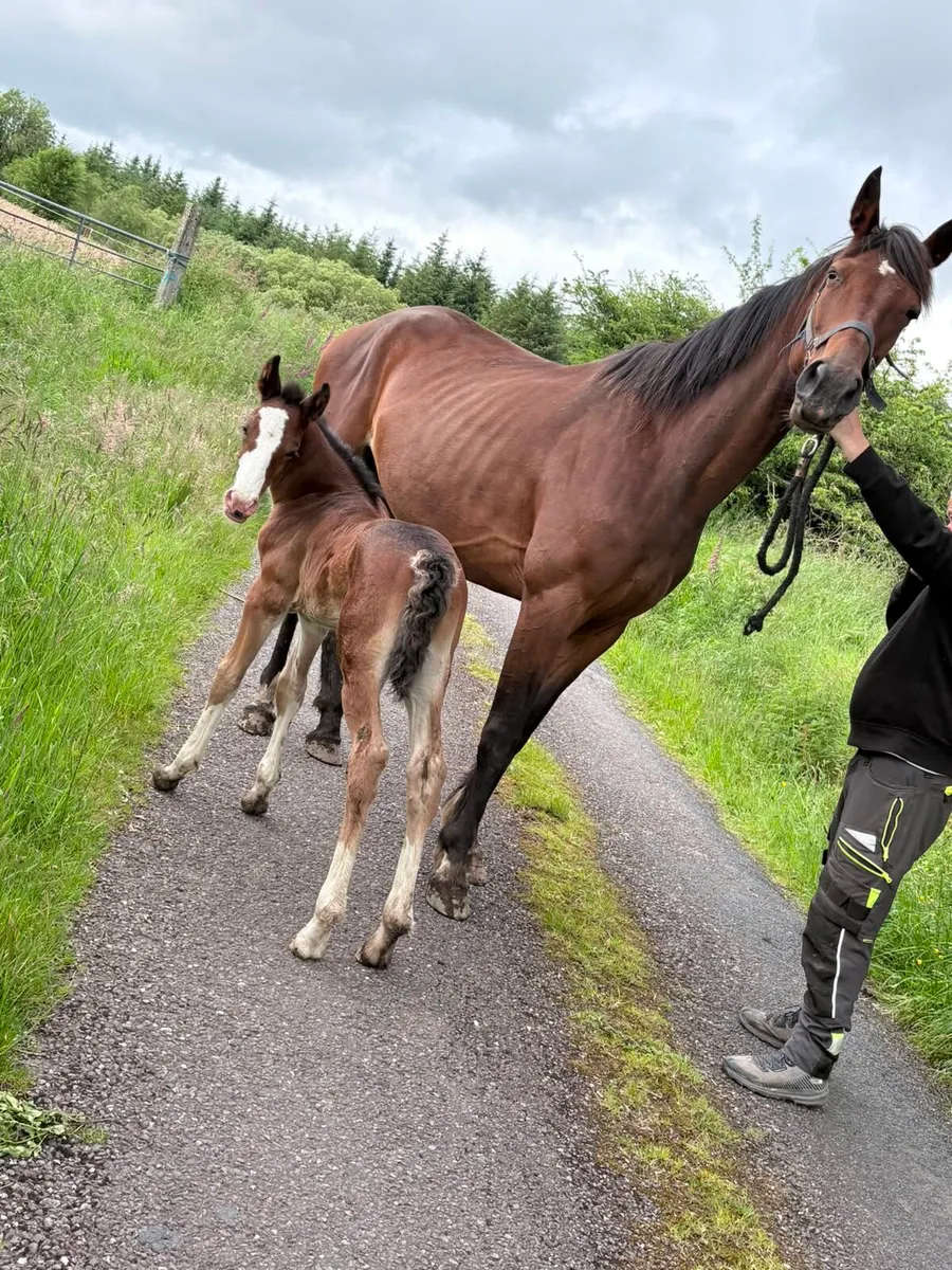French square trotting mare - Image 4