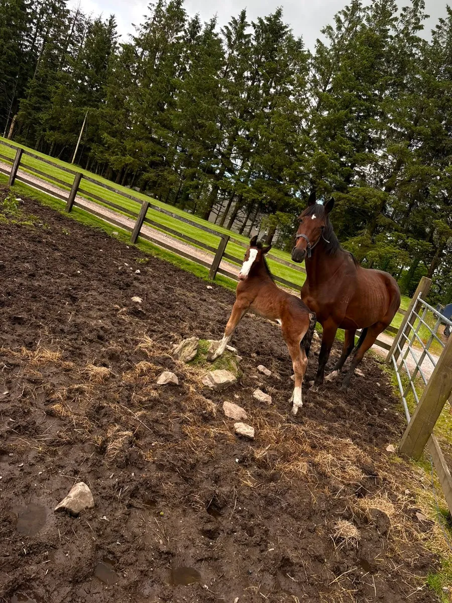 French square trotting mare - Image 1