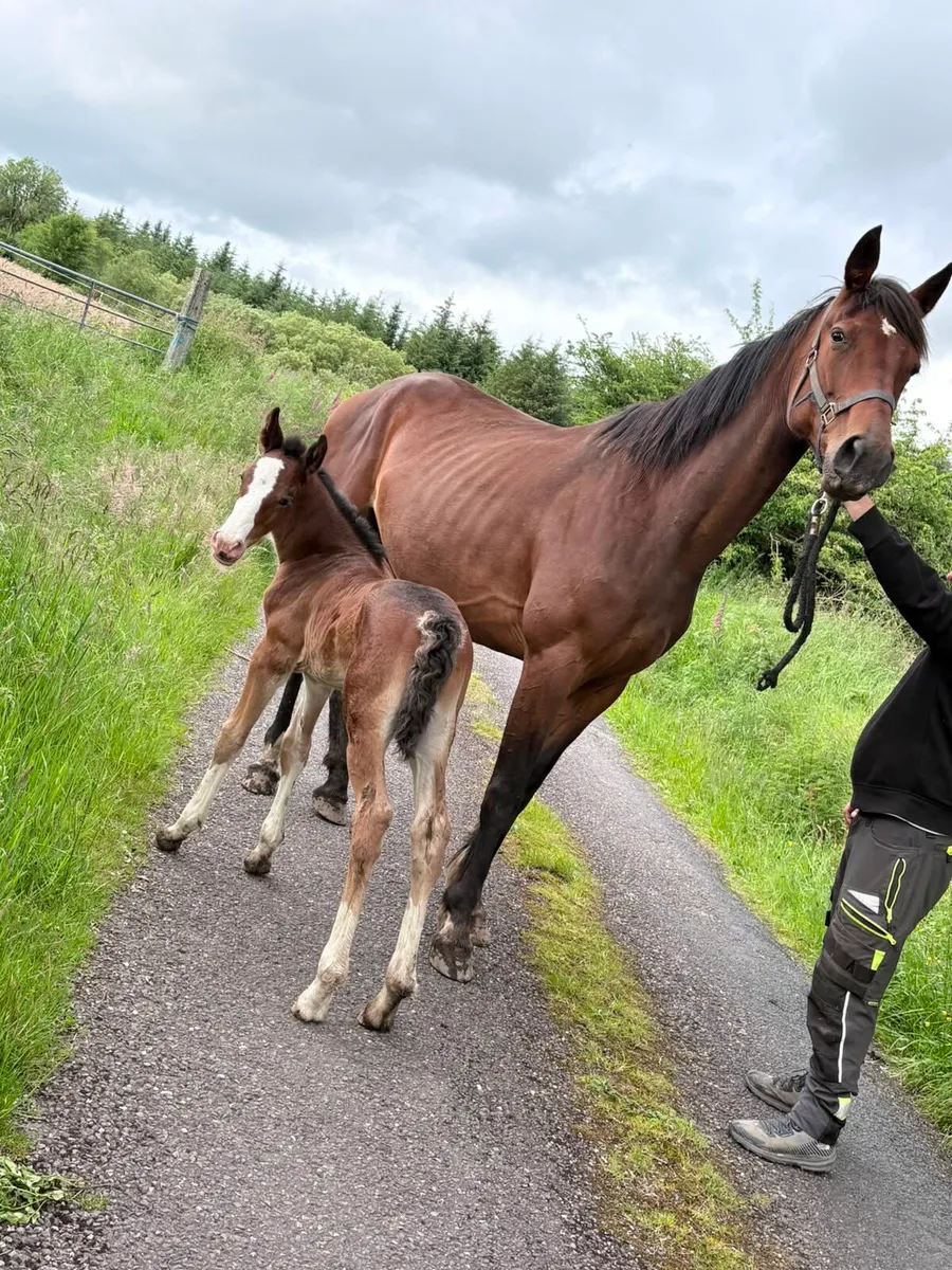 French square trotting mare - Image 2