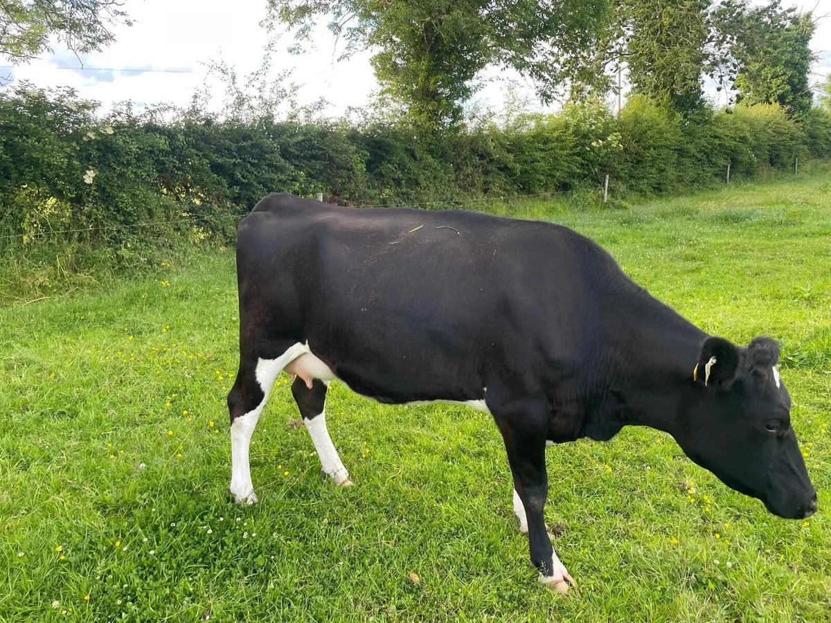 Friesian Heifer on point of calving - Image 2
