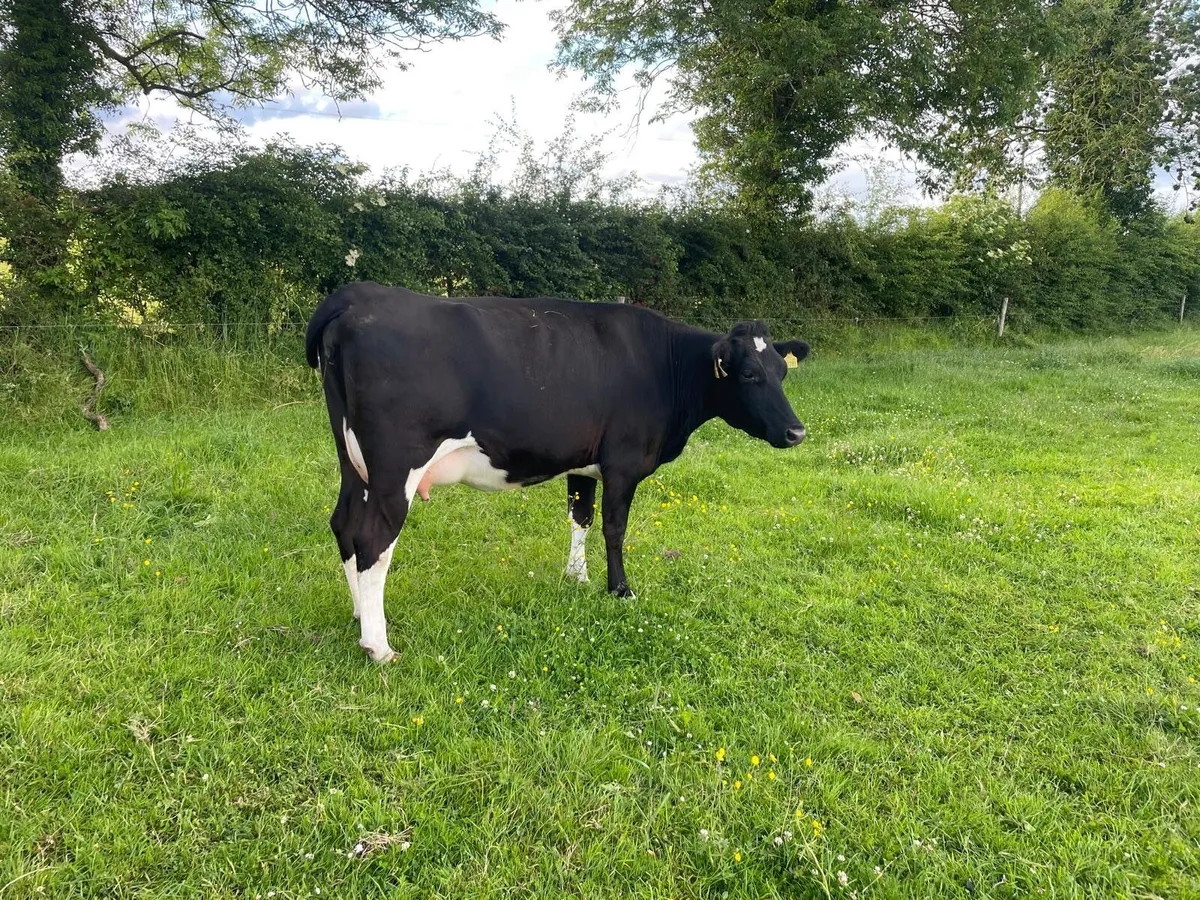 Friesian Heifer on point of calving - Image 3