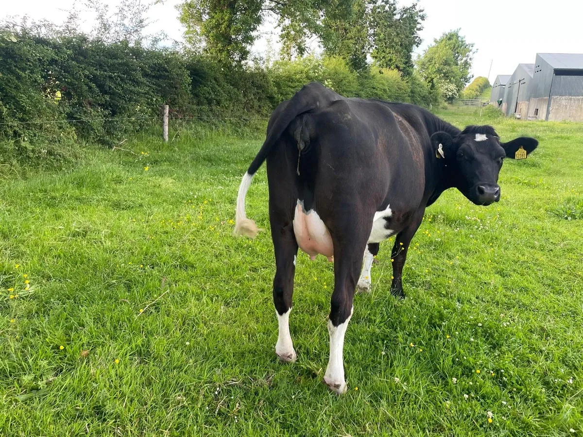 Friesian Heifer on point of calving - Image 1