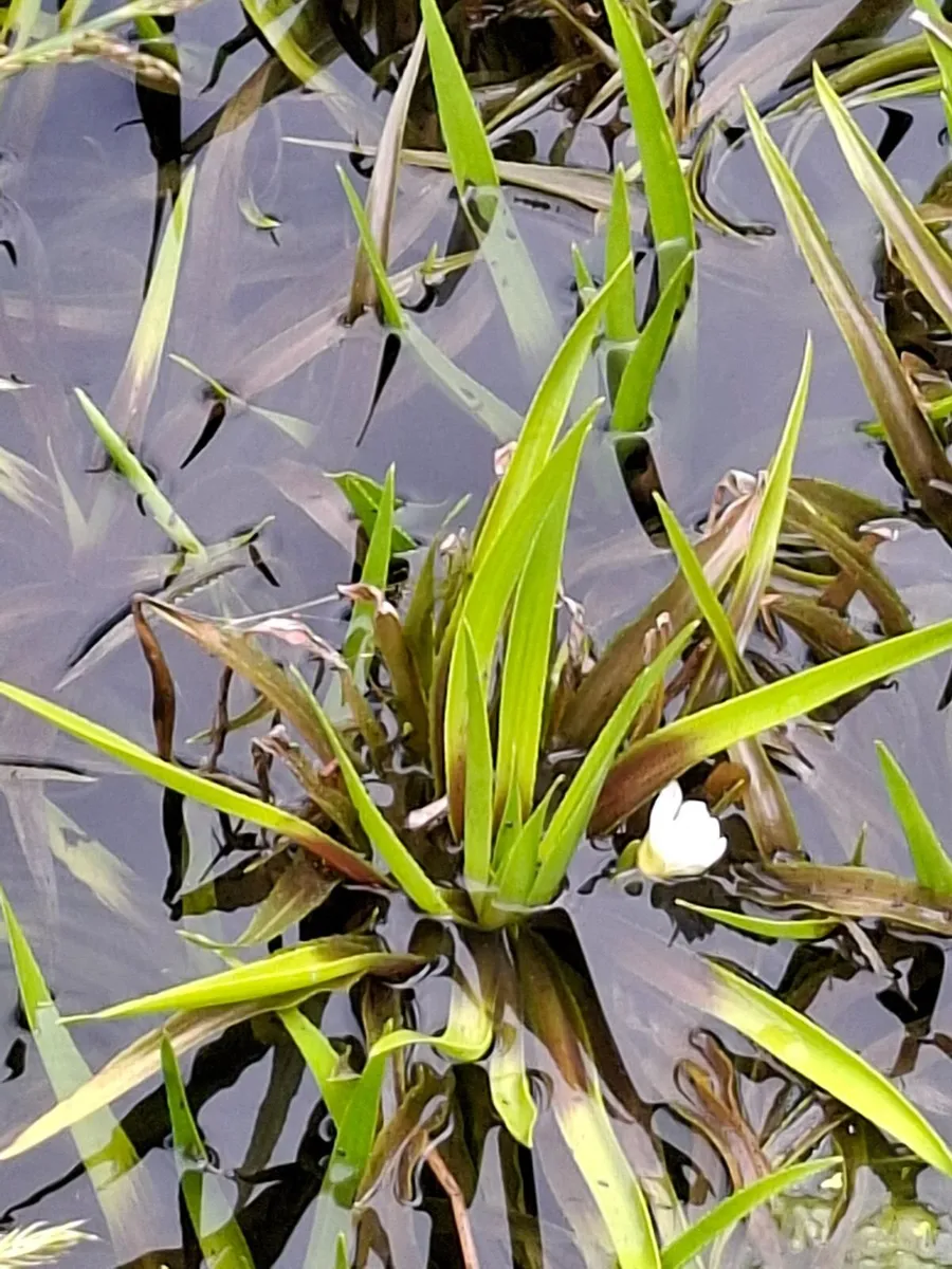 Plants - Image 2