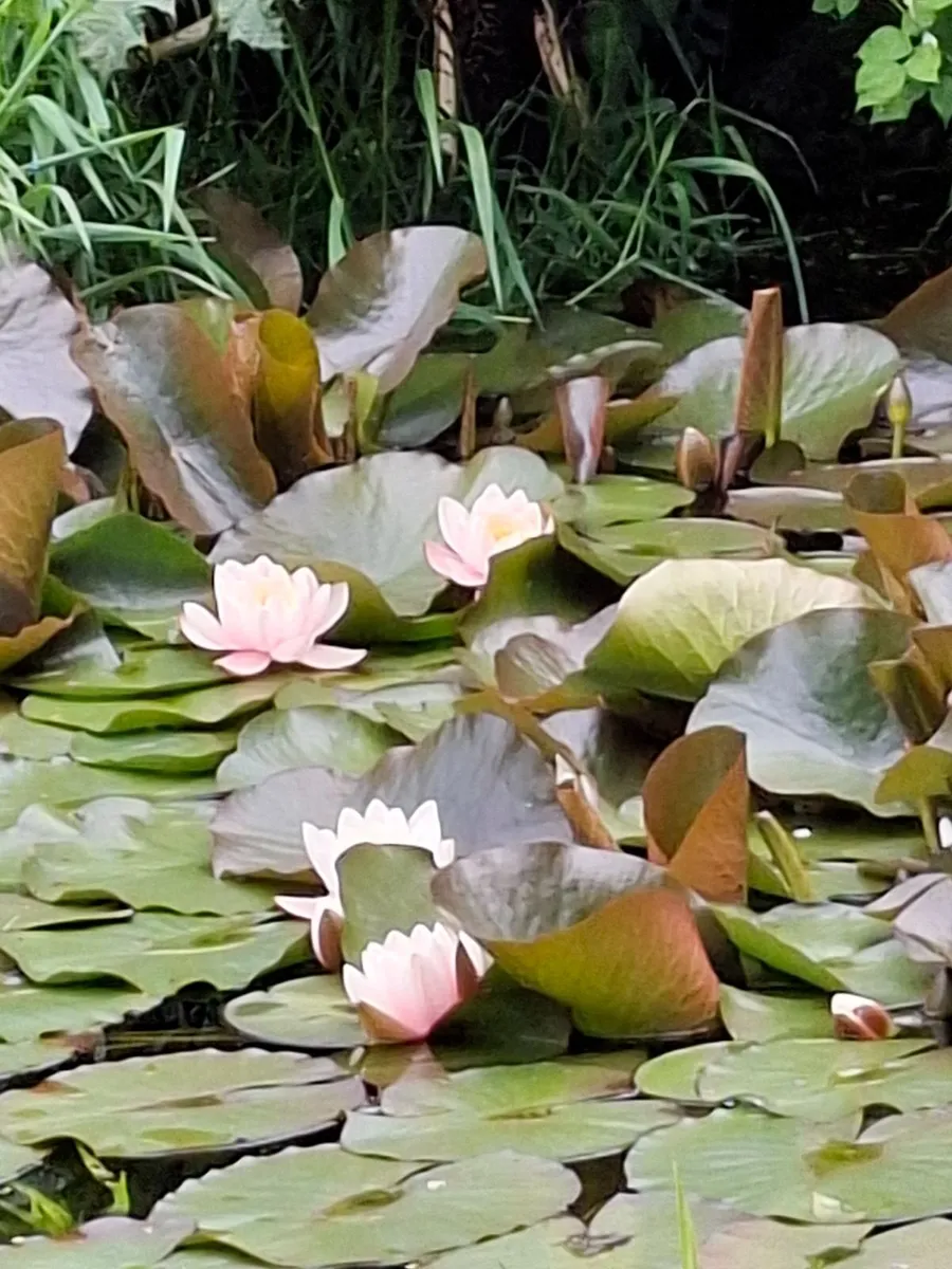 Plants - Image 1
