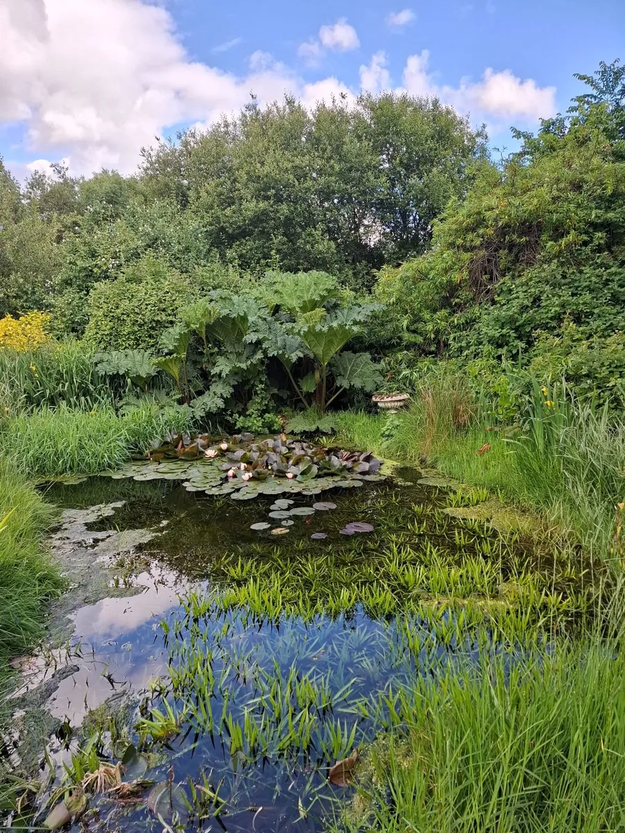 Plants - Image 3