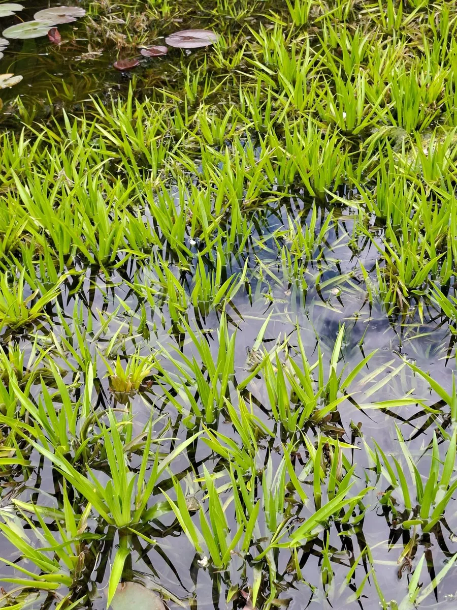 Plants - Image 4