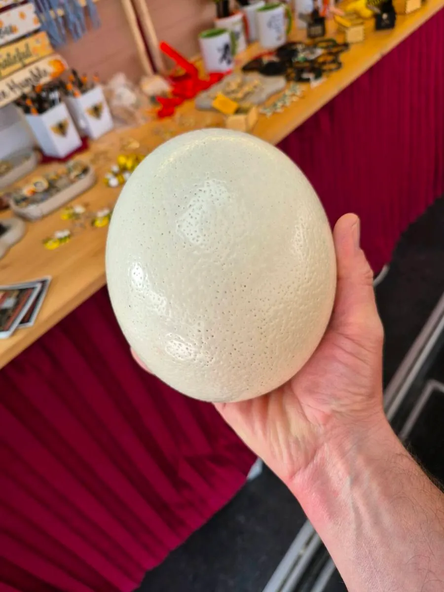 Fresh Irish Ostrich Eggs – Eating & Decorating - Image 3