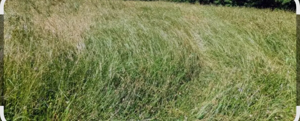 Grass for cutting