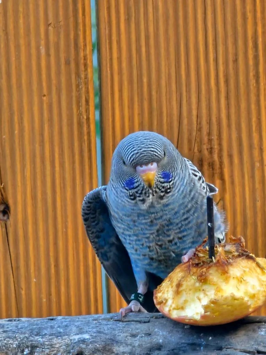 Black wing  and blackface budgies - Image 2