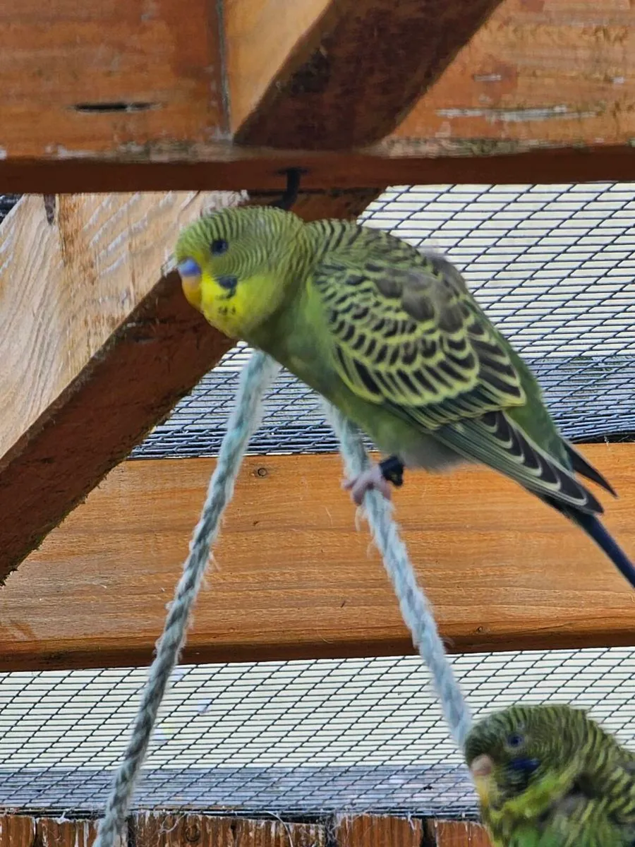Black wing  and blackface budgies - Image 3