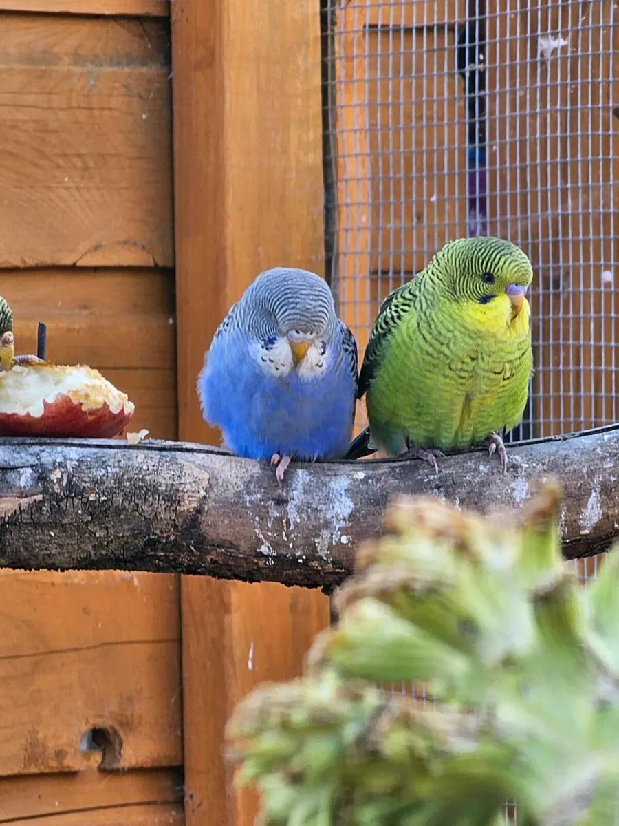 Black wing  and blackface budgies - Image 4