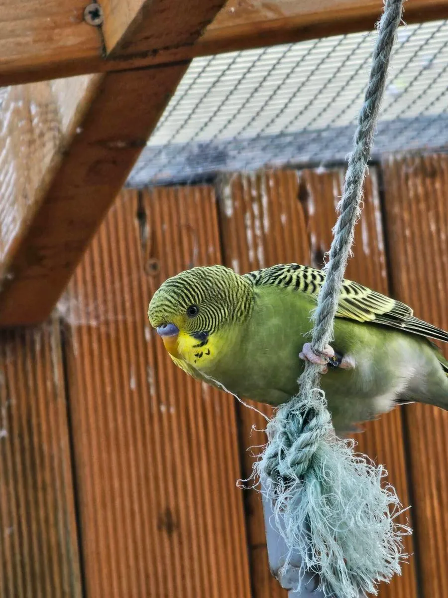 Black wing  and blackface budgies - Image 1