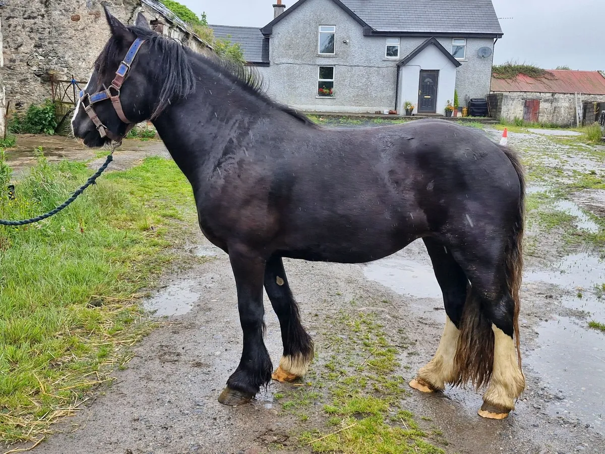 Cob mare - Image 2