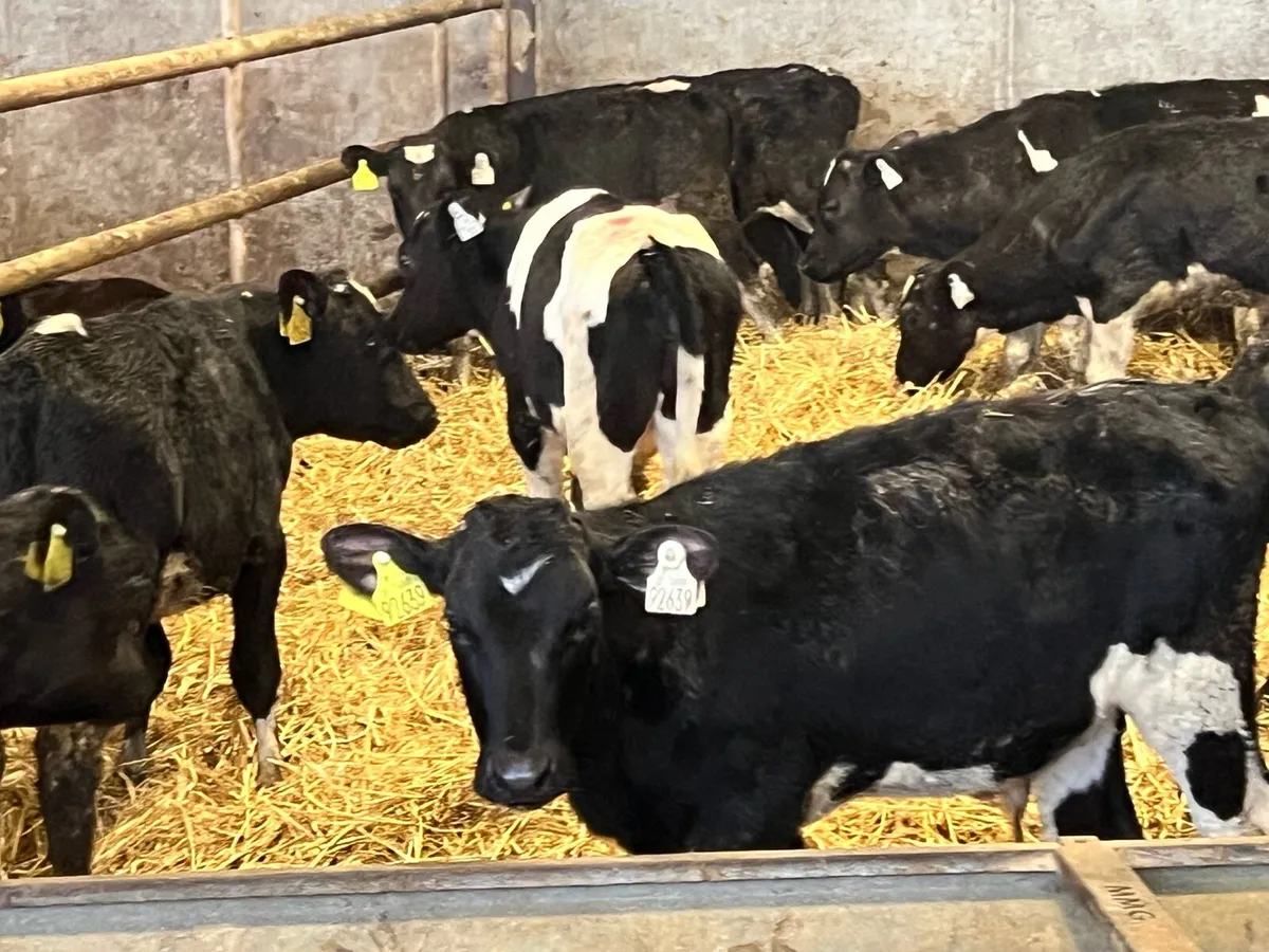 FRESIAN BULL WEANLINGS - Image 4